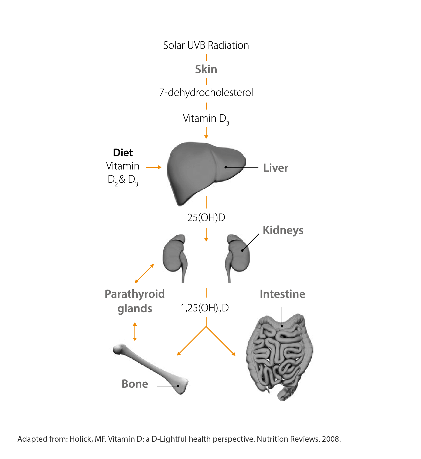 Figure 1: How vitamin D is obtained through skin exposure to sunlight to help musculoskeletal health